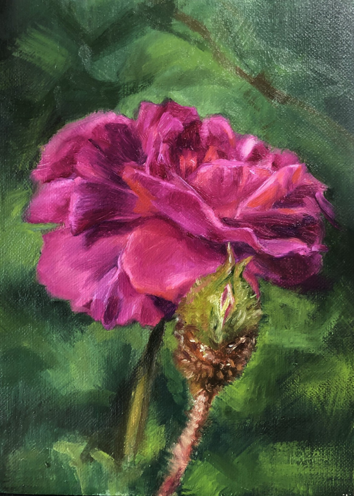 “William Lobb Moss Rose & Bud” by Angela Jackson