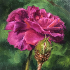 “William Lobb Moss Rose & Bud” by Angela Jackson